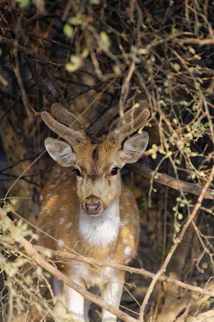 Keoladeo national park-045